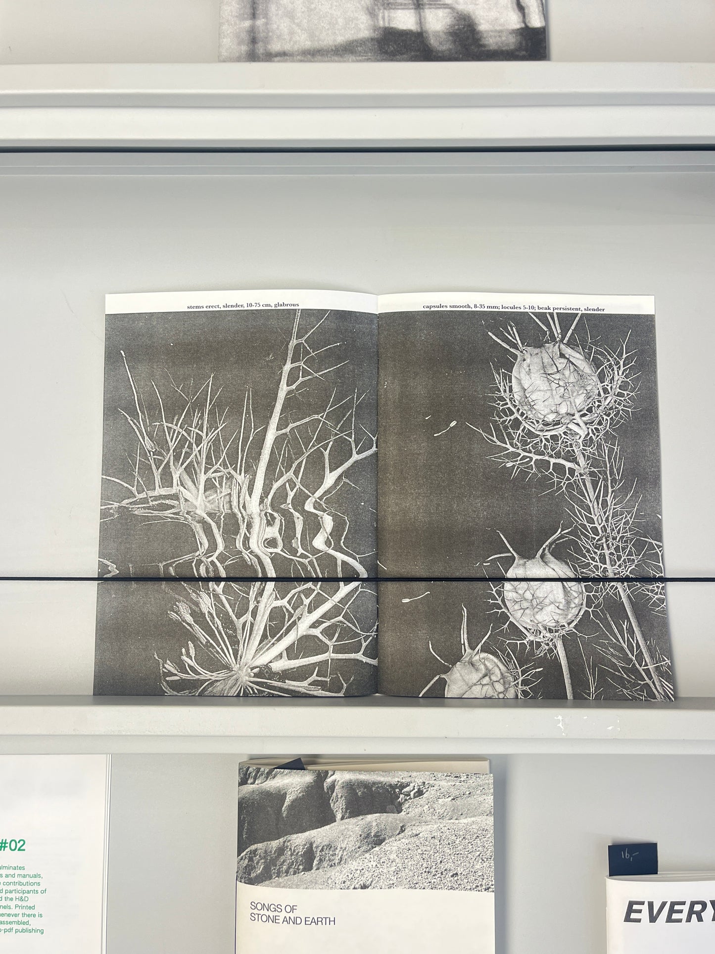 Devil in a Bush, Love in a Mist