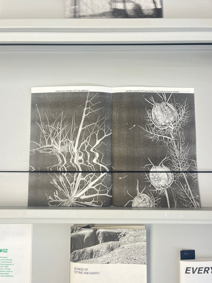 Devil in a Bush, Love in a Mist